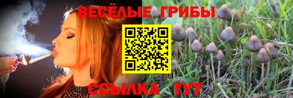 Галлюциногенные грибы Cubensis Новоалександровск